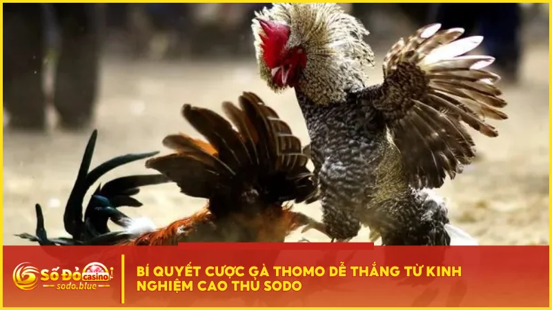 Bí quyết cược gà Thomo dễ thắng từ kinh nghiệm cao thủ SODO