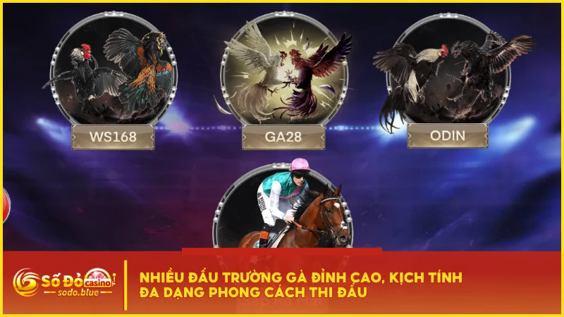 Nhiều đấu trường gà đỉnh cao, kịch tính đa dạng phong cách thi đấu