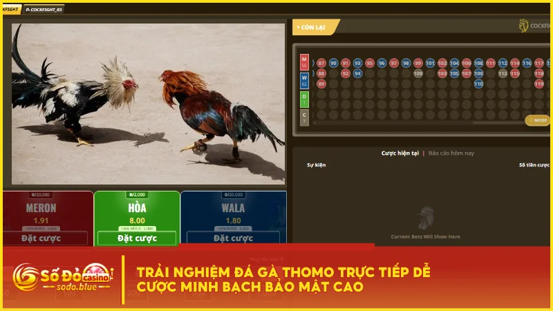 Trải nghiệm đá gà Thomo trực tiếp dễ cược minh bạch bảo mật cao