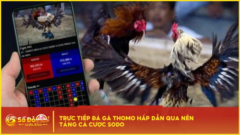 Trực tiếp đá gà Thomo hấp dẫn qua nền tảng cá cược SODO