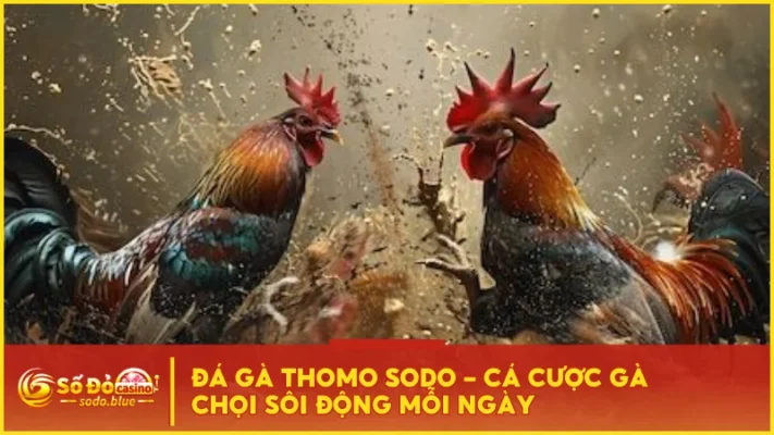 Đá Gà Thomo SODO - Cá Cược Gà Chọi Sôi Động Mỗi Ngày