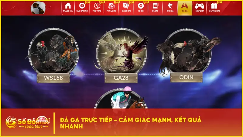 Đá gà tại nhà cái Sodo là một trong những khu vực thu hút đông đảo người chơi