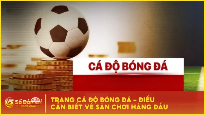 Trang Cá Độ Bóng Đá - Điều Cần Biết Về Sân Chơi Hàng Đầu